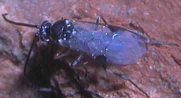 Braconidae