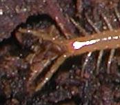 Geophilomorpha