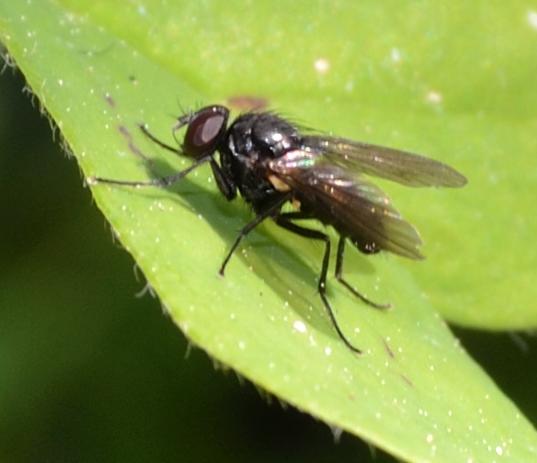 Muscidae:Hebecnema o Thricops