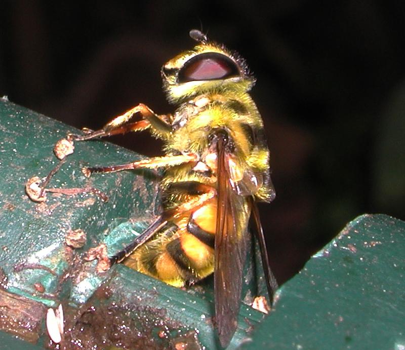 Syrphidae:Myathropa florea