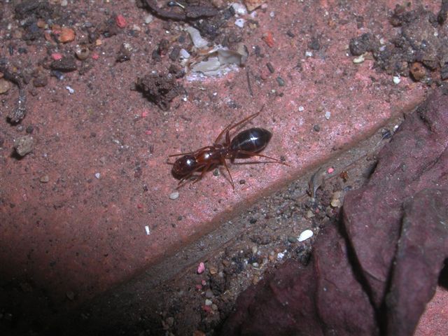 Camponotus.. nylanderi o pilicornis siculus?