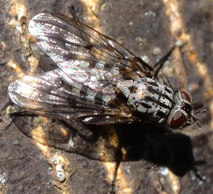 Phaonia trimaculata