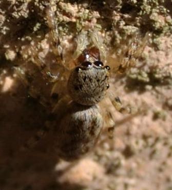 Salticus sp.