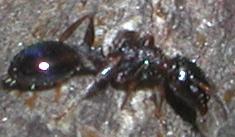 Formichine nere: Temnothorax sp. (T. niger?)