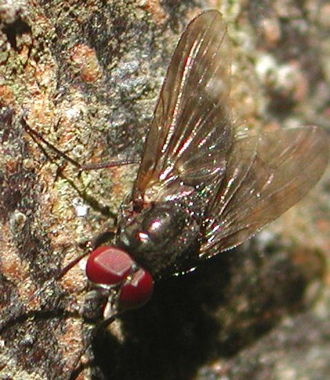 Muscidae:Hebecnema o Thricops