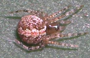 Theridion sp.