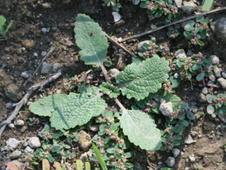 Salvia verbenaca