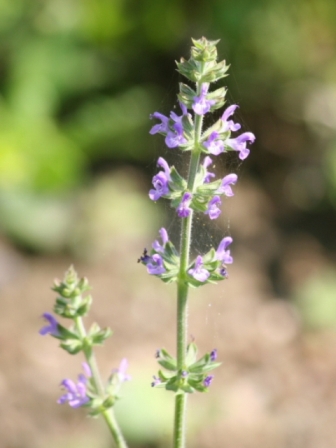 Salvia verbenaca