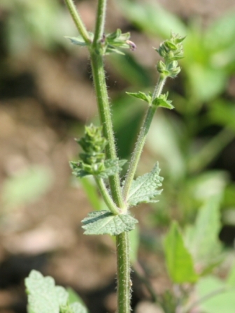 Salvia verbenaca