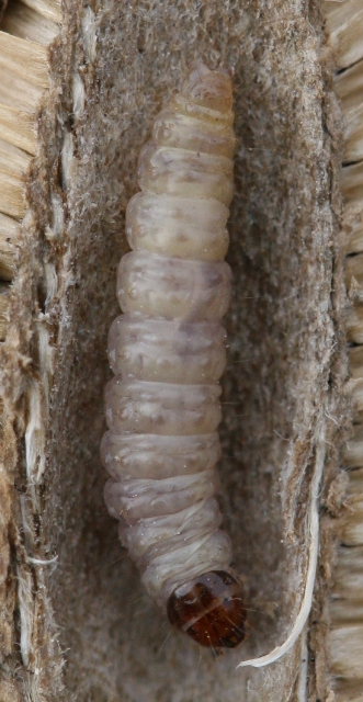 Identificazione larva