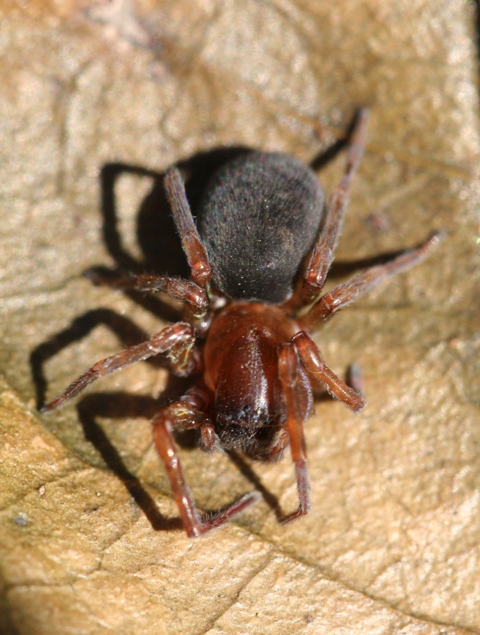 Amaurobius sp.