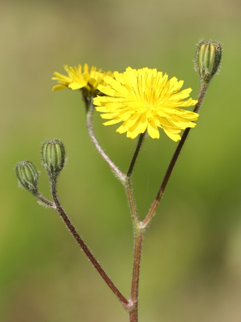 Crepis sancta / Radicchiella di Terrasanta