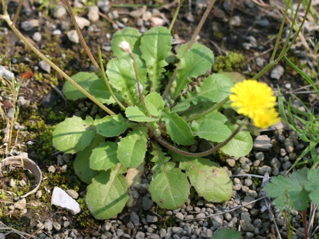 Crepis sancta / Radicchiella di Terrasanta