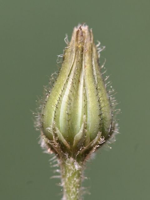 Crepis sancta / Radicchiella di Terrasanta