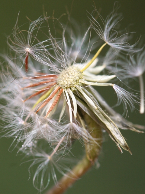 Crepis sancta / Radicchiella di Terrasanta