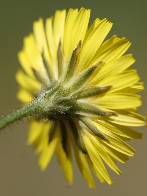 Crepis sancta / Radicchiella di Terrasanta