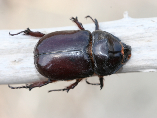 Oryctes nasicornis