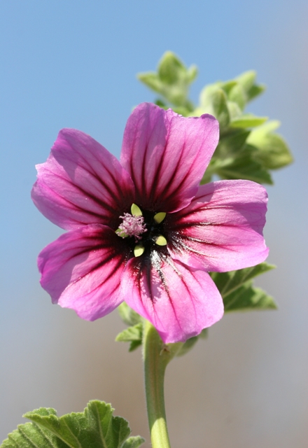 Malva veneta