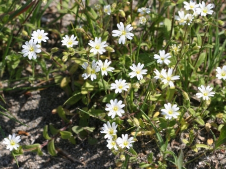 Cerastium ligusticum