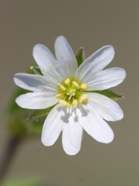 Cerastium ligusticum