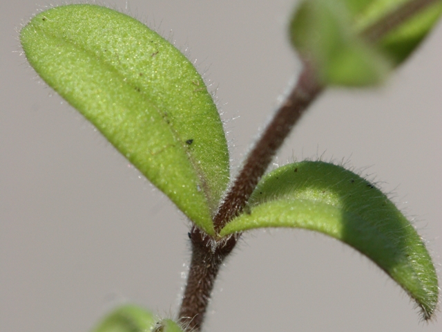 Cerastium ligusticum