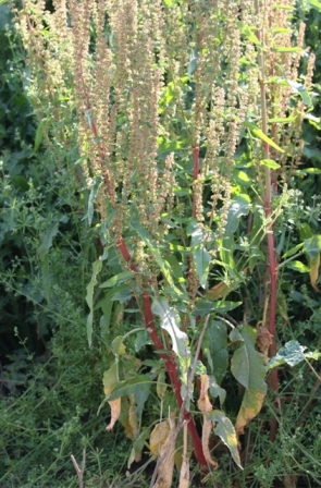 Rumex crispus ?