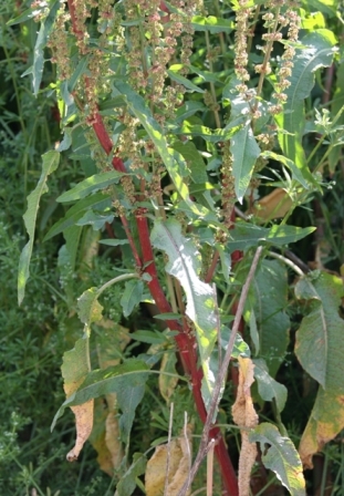 Rumex crispus ?