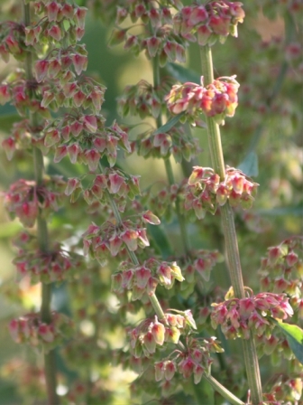 Rumex crispus ?