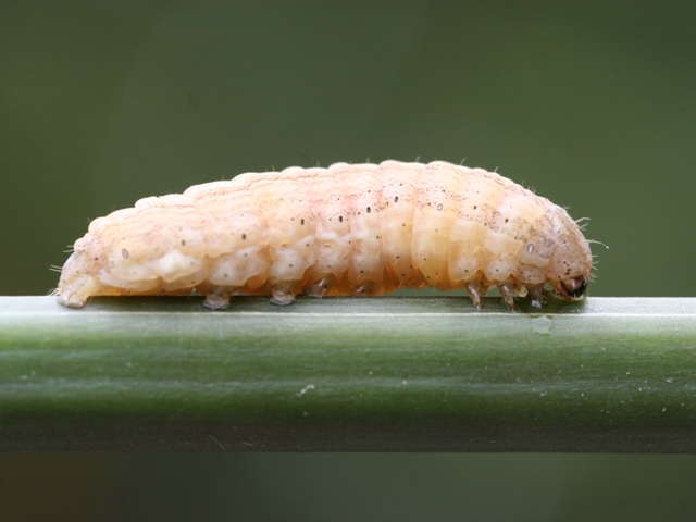 identificazione larva