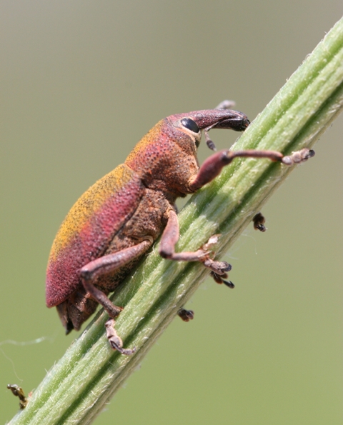 Che insetto ? Lixomorphus algirus?