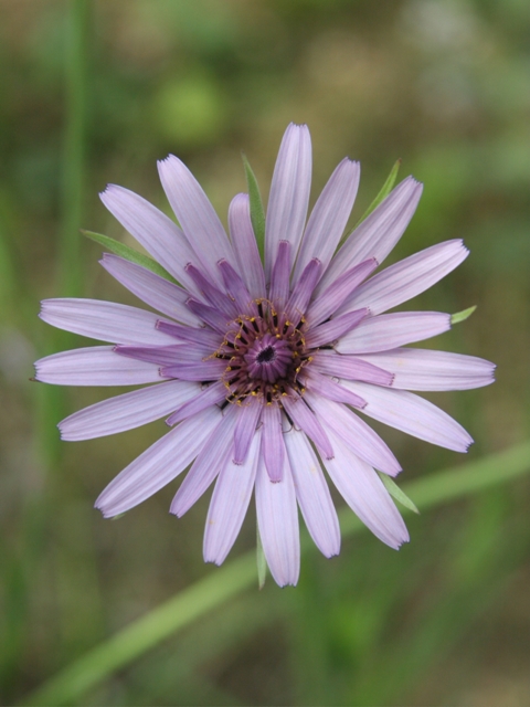 Tragopogon cupanii / Barba di becco di Cupani