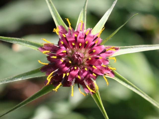 Tragopogon porrifolius