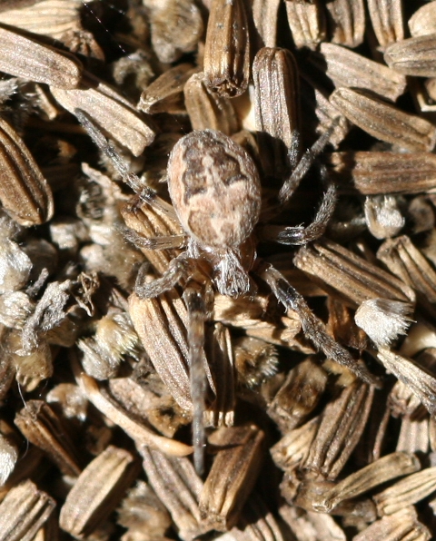 Larinioides sp.