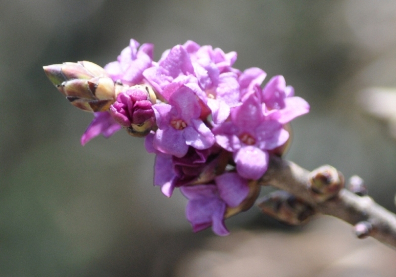 Arbusto - Daphne mezereum