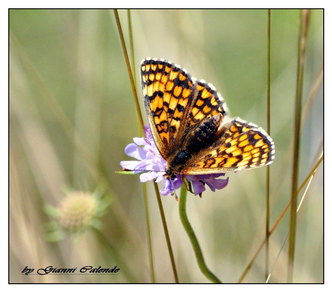 Farfalla da identificare