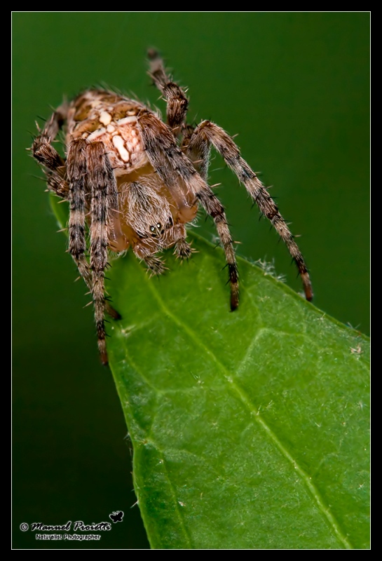 Araneus Diadematus o Angulatus??