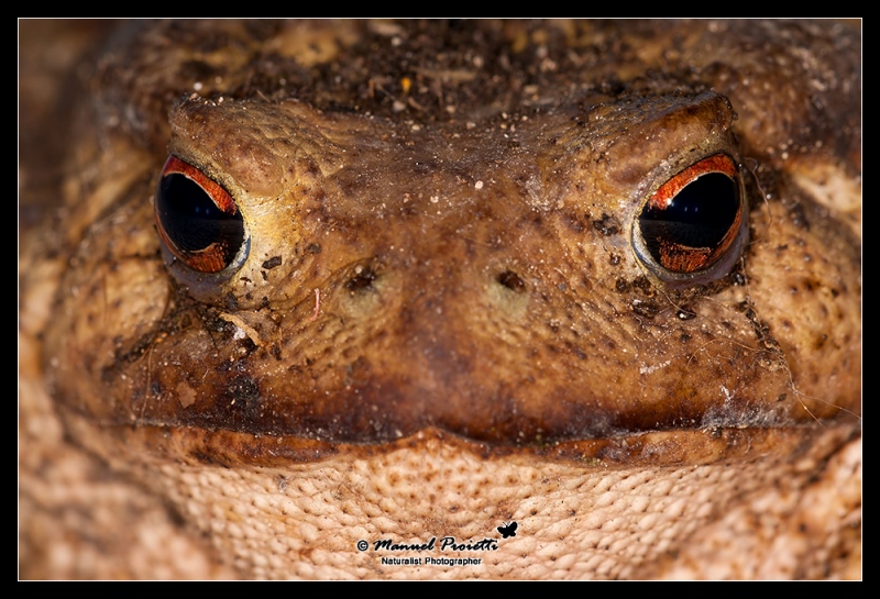 identificazione, Rospo? Bufo bufo