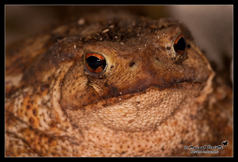 identificazione, Rospo? Bufo bufo