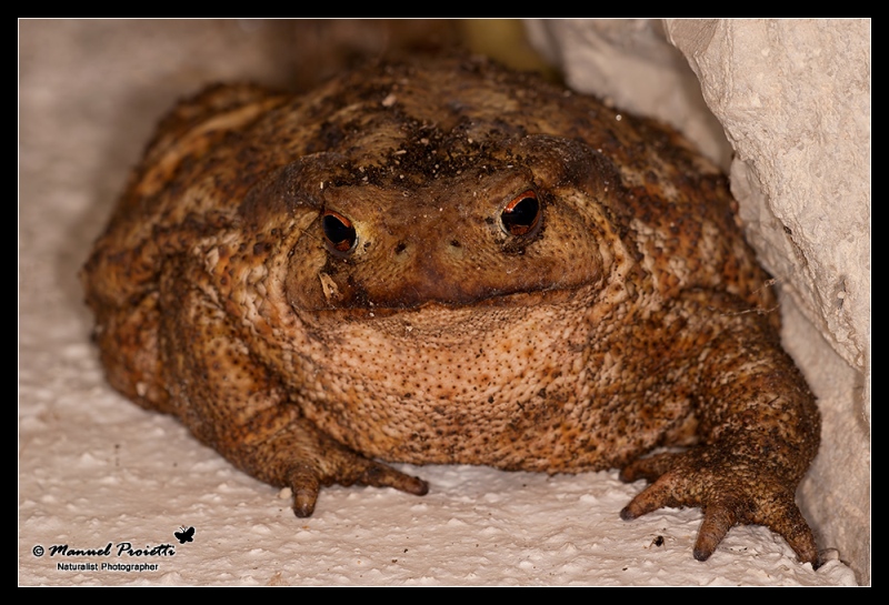 identificazione, Rospo? Bufo bufo