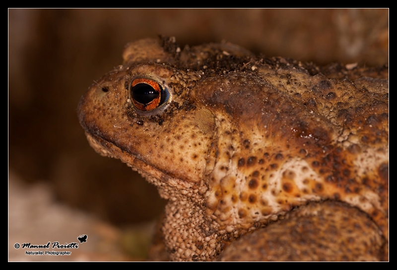 identificazione, Rospo? Bufo bufo