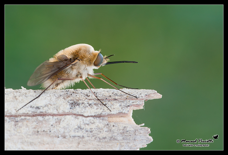 identificazione bombyliidae:Geron sp & Bombylius sp.