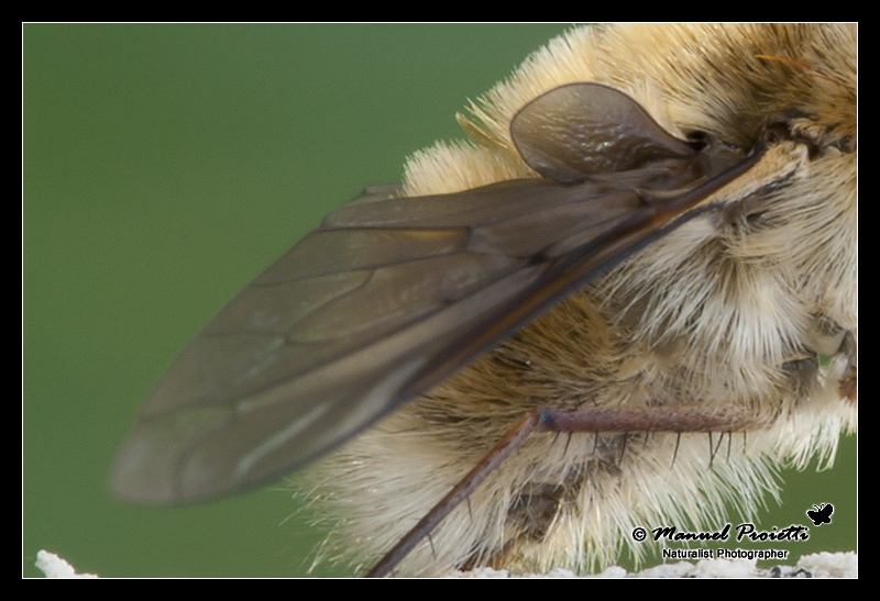 identificazione bombyliidae:Geron sp & Bombylius sp.