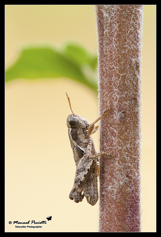 Identificazione piccola cavalletta