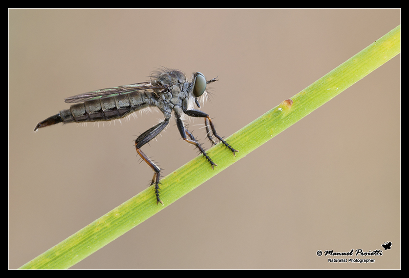 Neomochterus sp. cf fuscifemoratus ♀, (Asilidae)