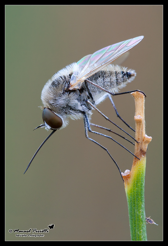 identificazione bombyliidae:Geron sp & Bombylius sp.