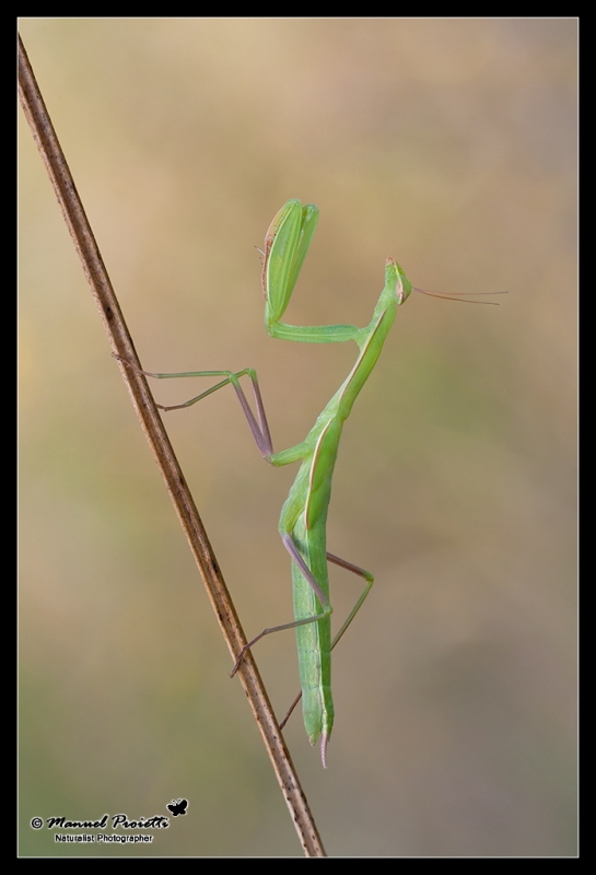 identificazione Mantodea