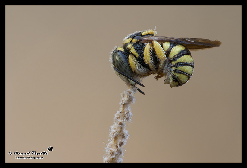 Apidae Megachilinae: trib Anthidiini: cfr. Anthidiellum strigatum