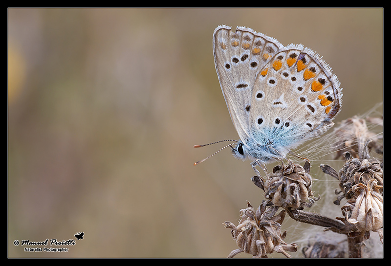 identificazione Lycaenidae - Polyommatus (P.) icarus