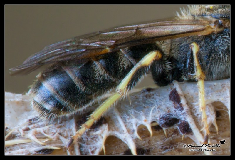 Apidae Halictinae:  Lasioglossum sp. o Halictus sp.