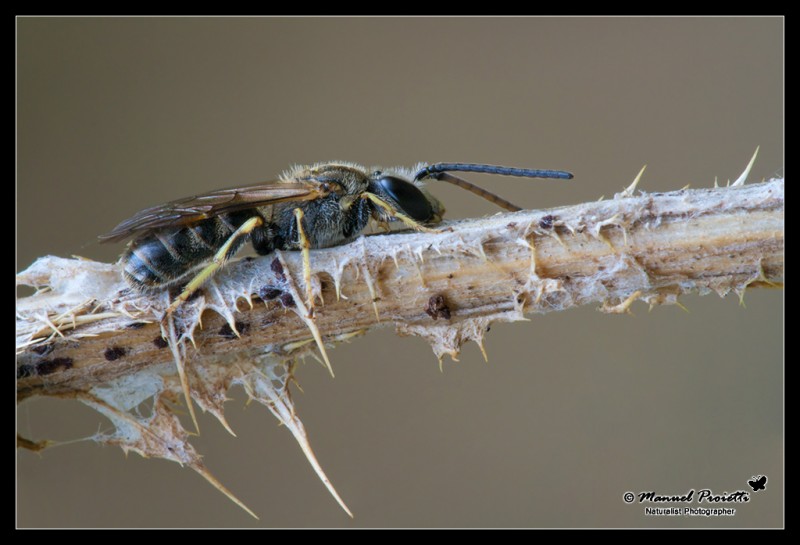 Apidae Halictinae:  Lasioglossum sp. o Halictus sp.